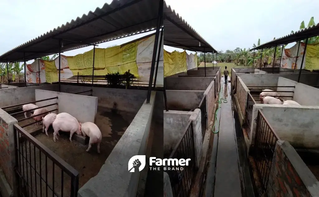 Raising Pigs in Guwahati: Making Money and Educating People