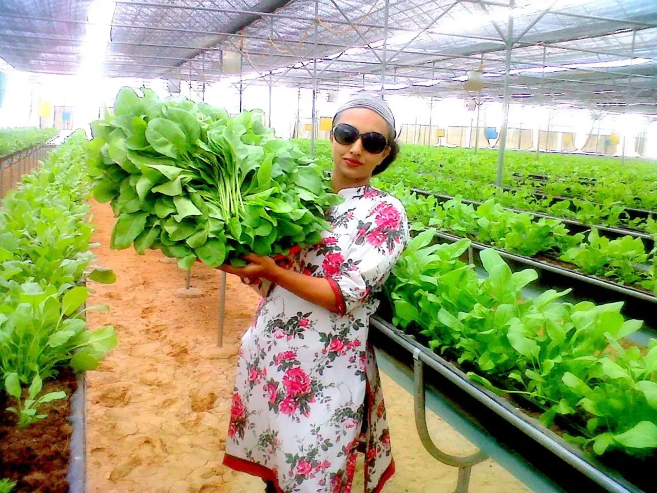 Sangeeta Bojappa Moorthy at her hydroponics farm