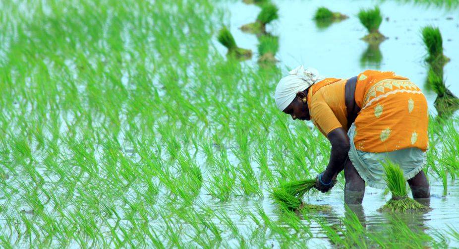 pilot project to setup steel silos (storages) for rice