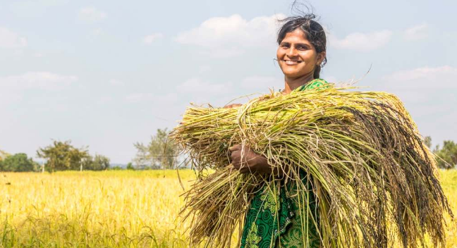 Paddy farmer