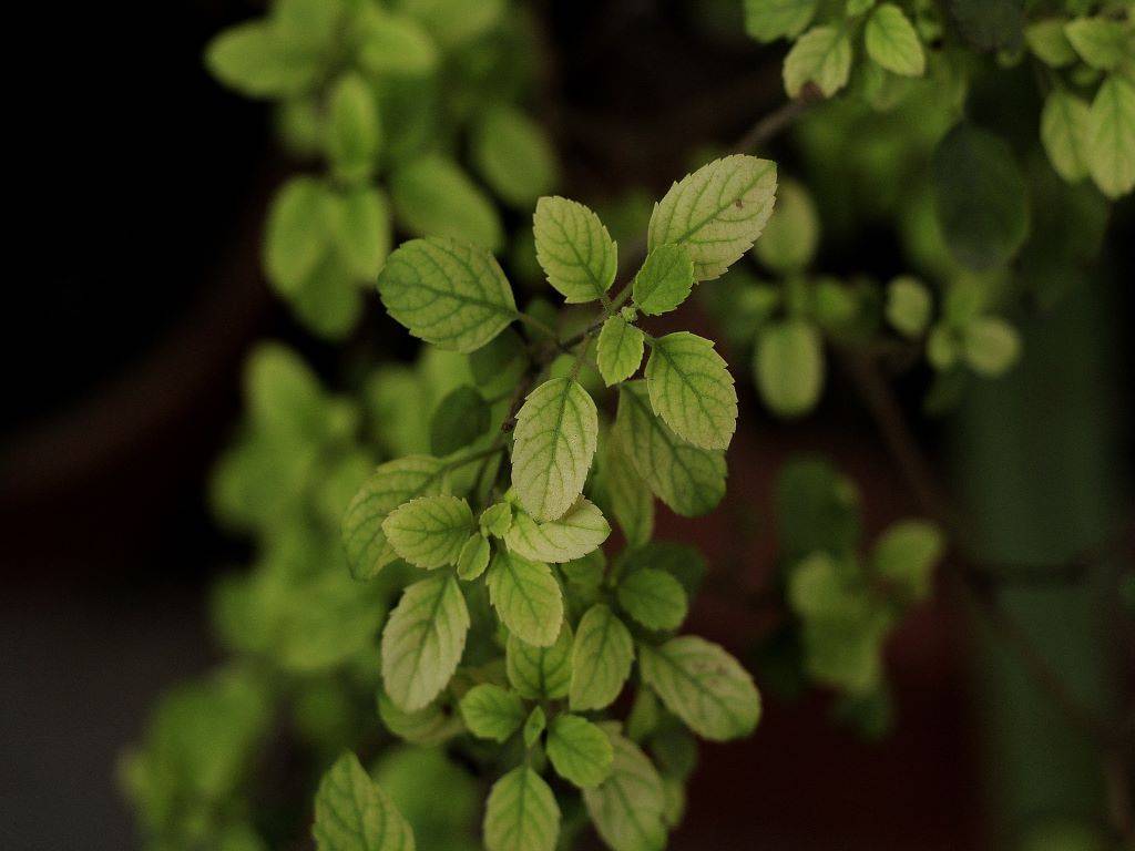 Tulsi (Basil)