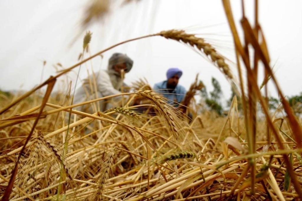 Wheat Procurement Could Increase by 10 to 427 Lakh Tonnes