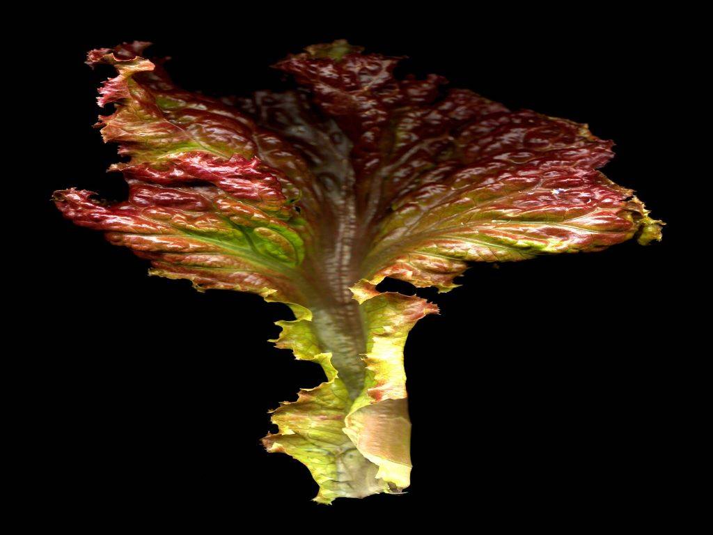 Red lettuce (this image is for illustration only)