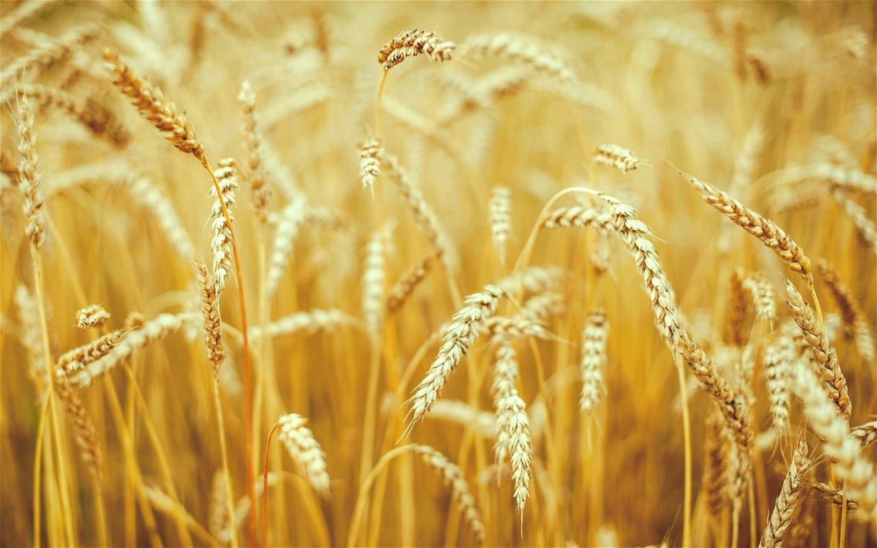 UP Government will buy Wheat from April 1