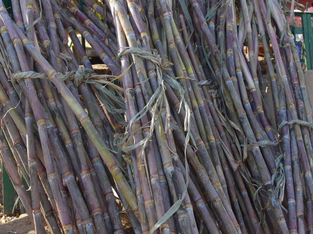 Sugarcane