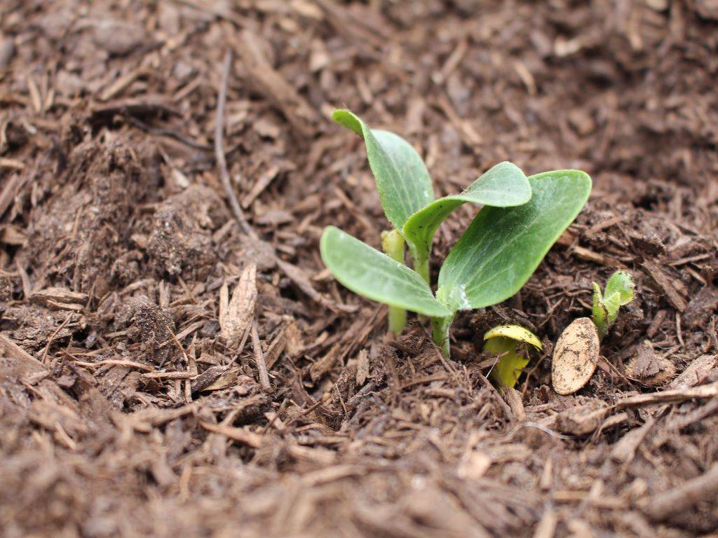 enriching the soil with inoculants