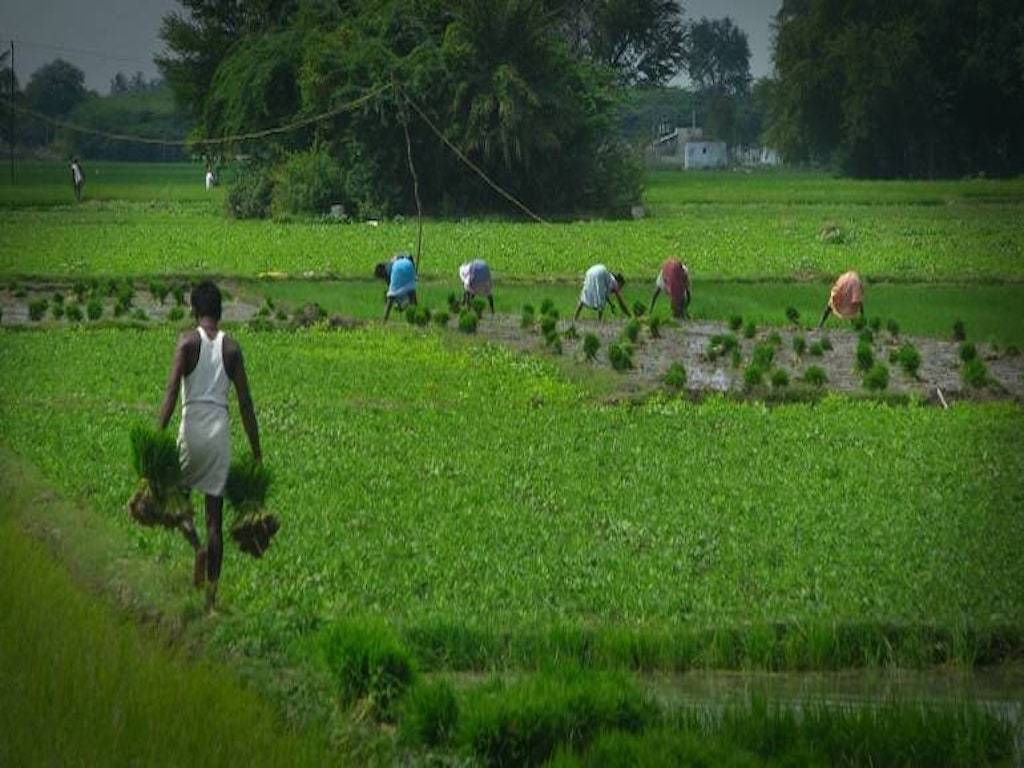 Agri Sector