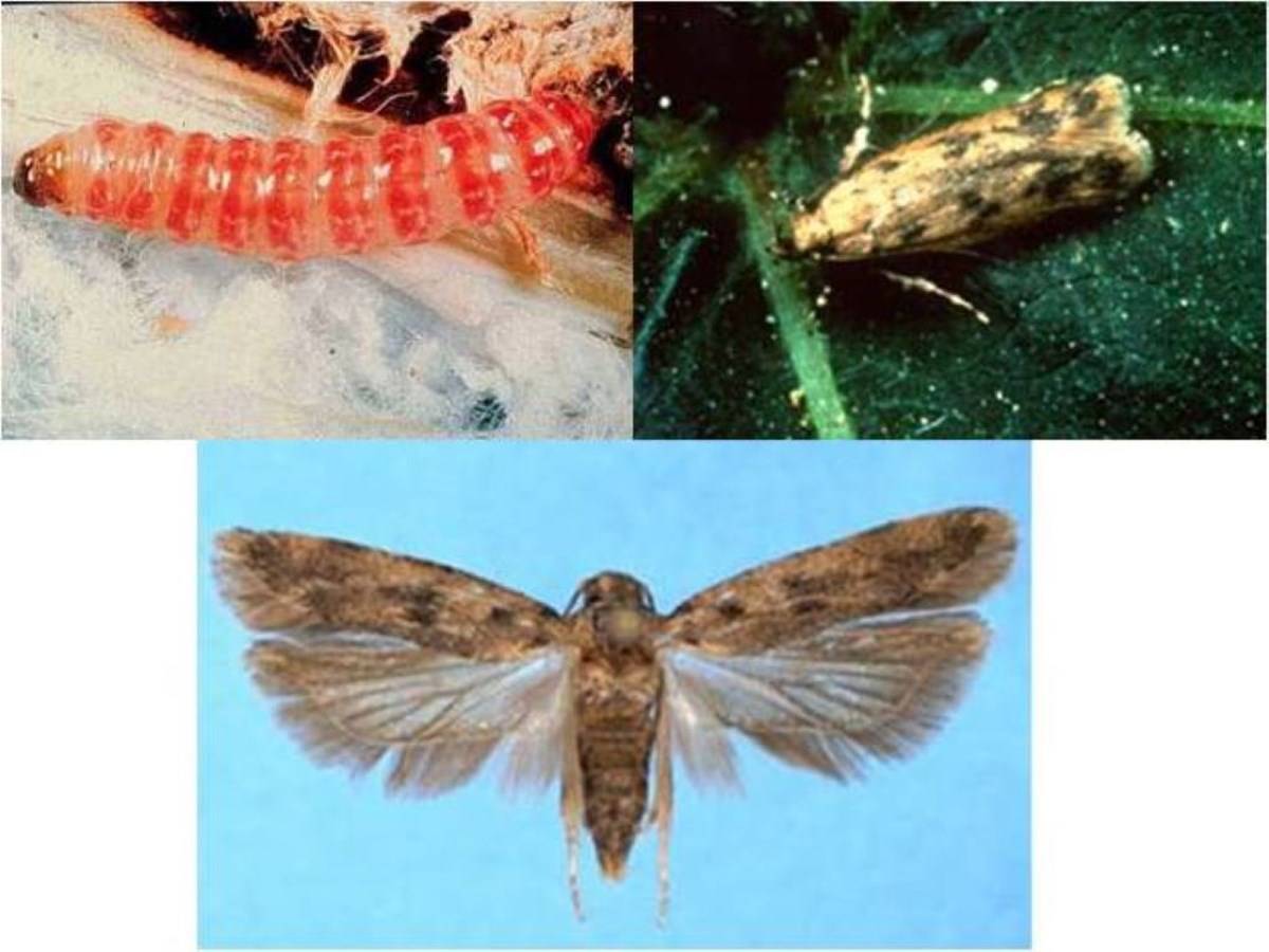 Pink Bollworm at its various stages