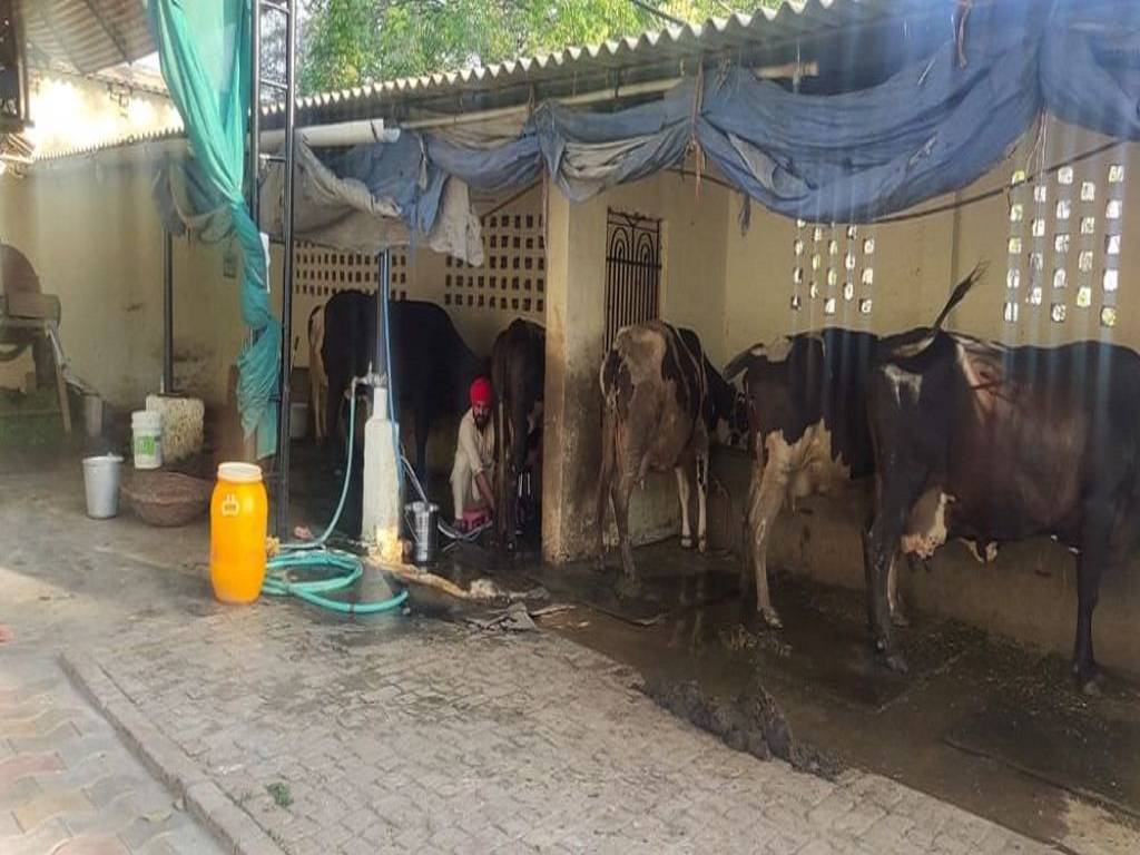 Punjabi Dairy Farmers