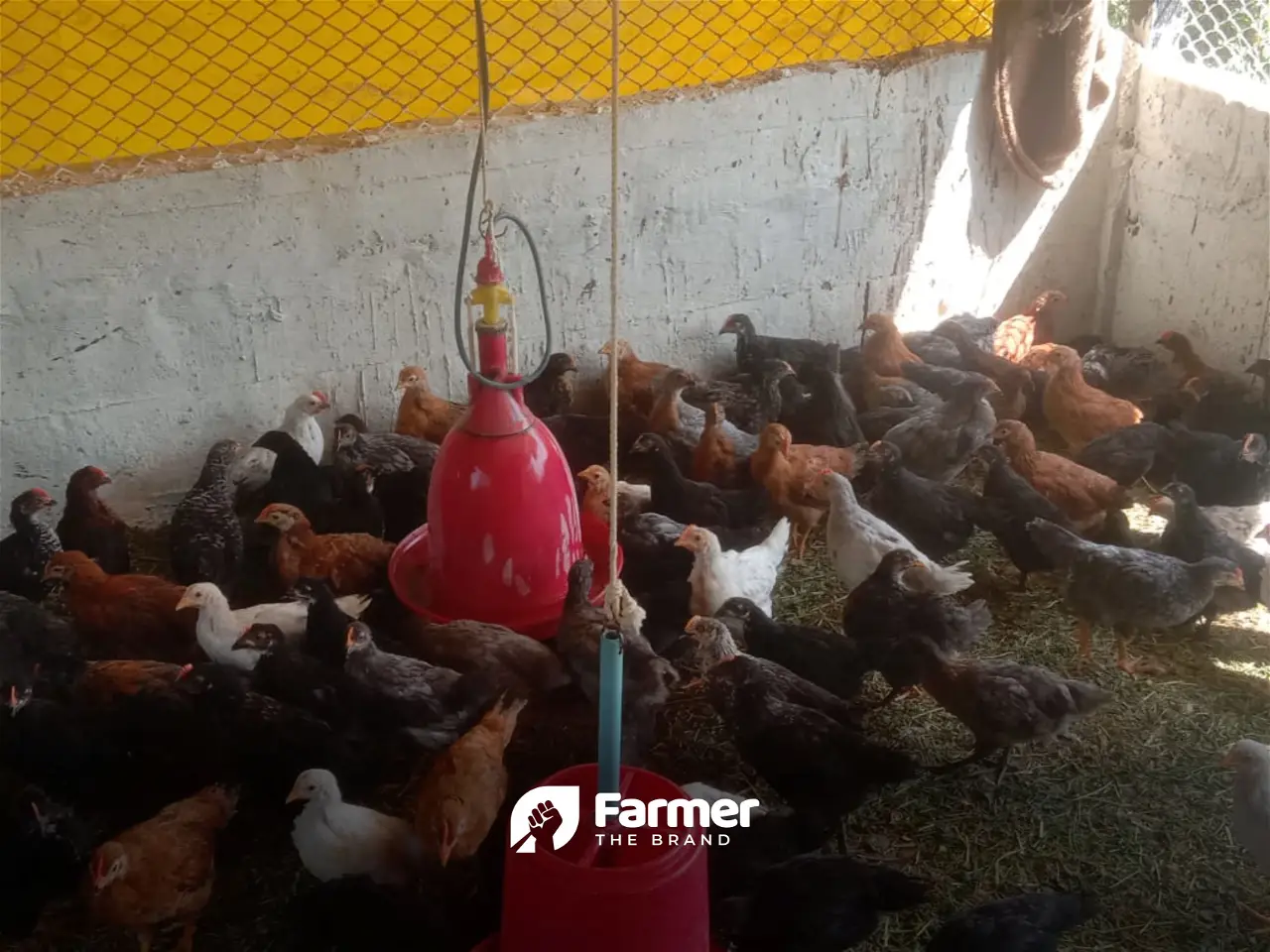 Why's and How's of Poultry Farming and Incubators