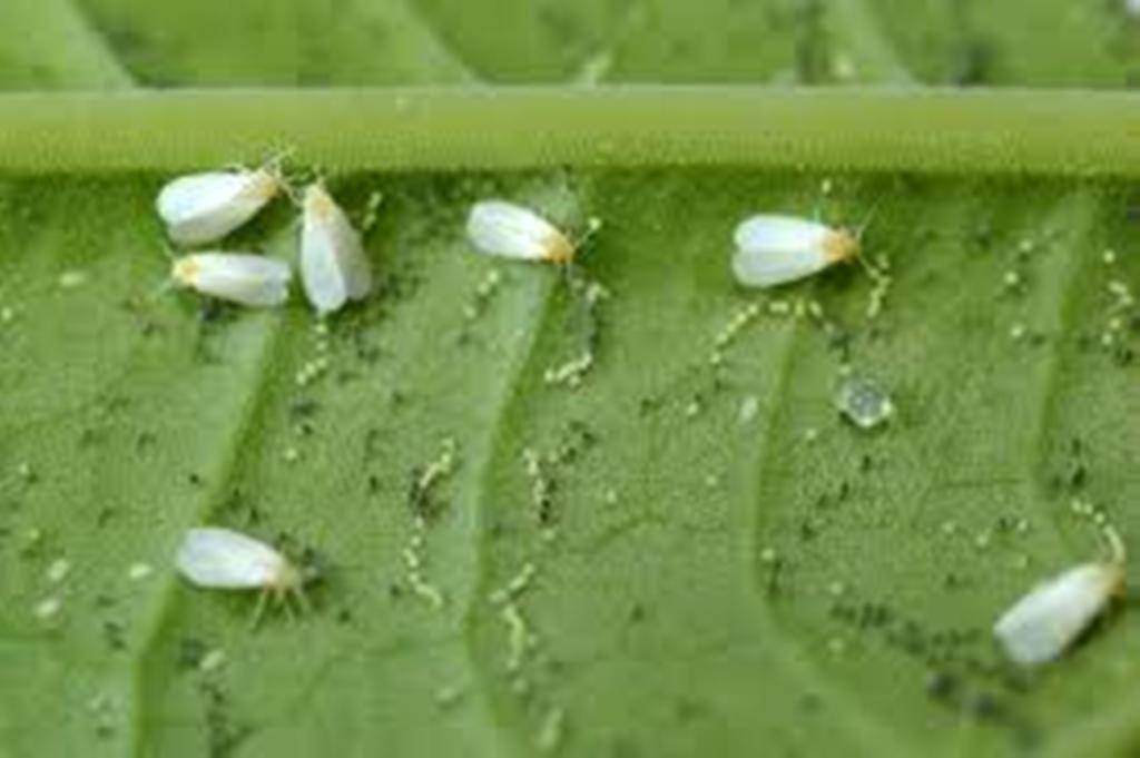 Whitefly