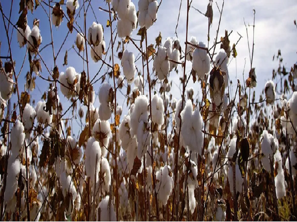 Cotton