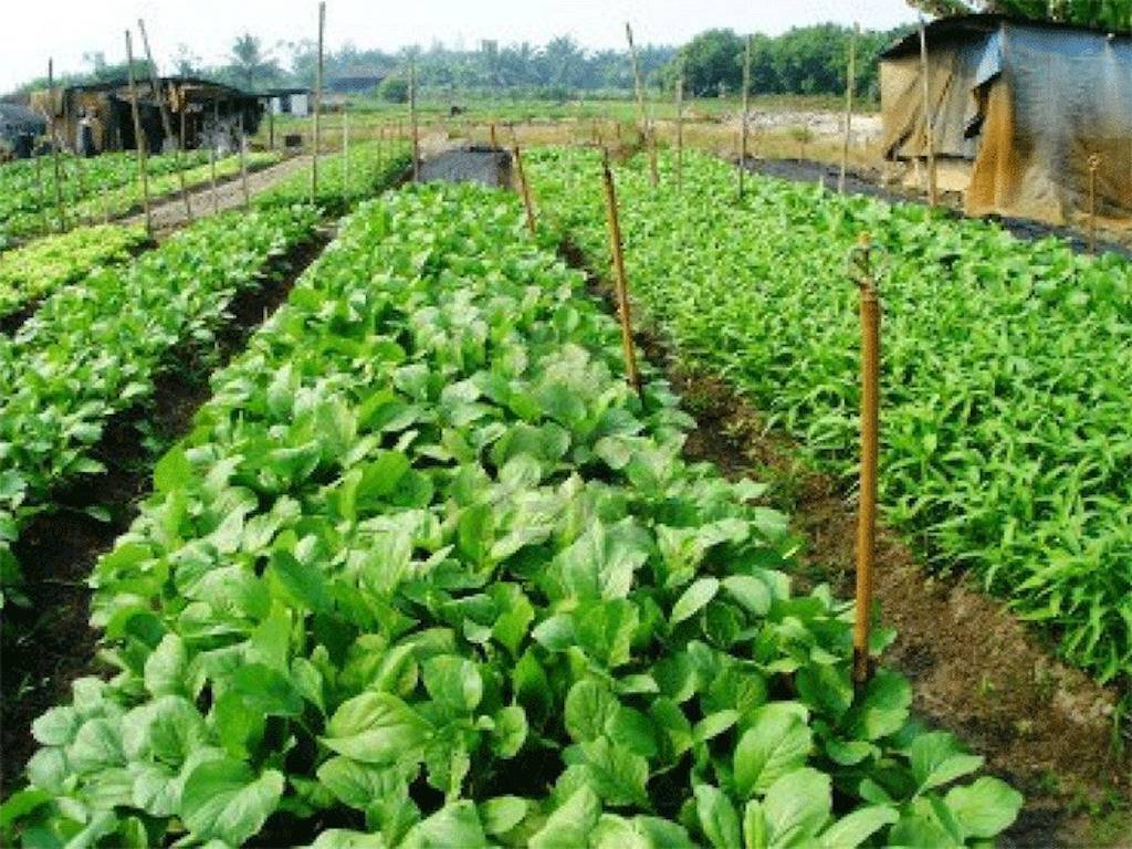 Medicinal Plants Farming