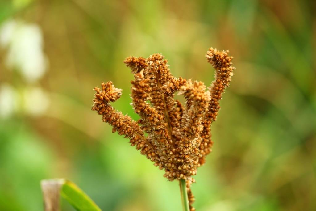 Niche Agriculture Ragi