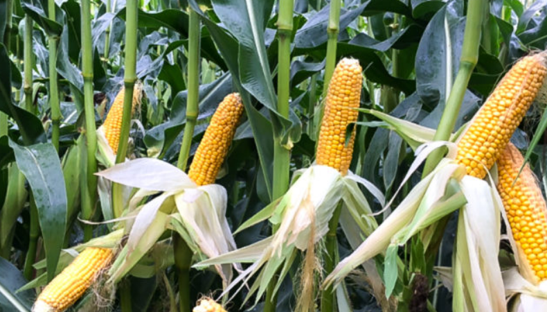 Maize (Pic Credit - agriland)
