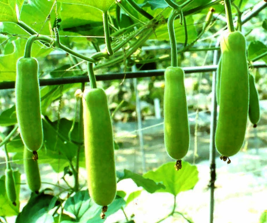 Bottle gourd