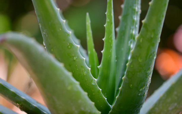 Aloe vera