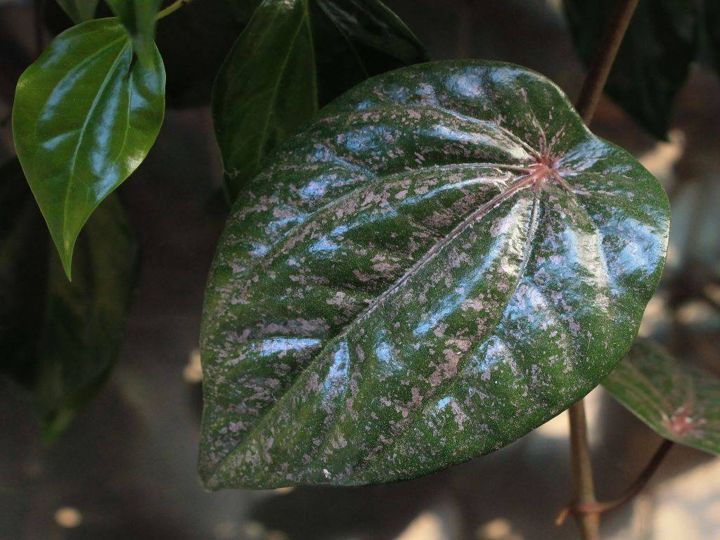 Betel leaf