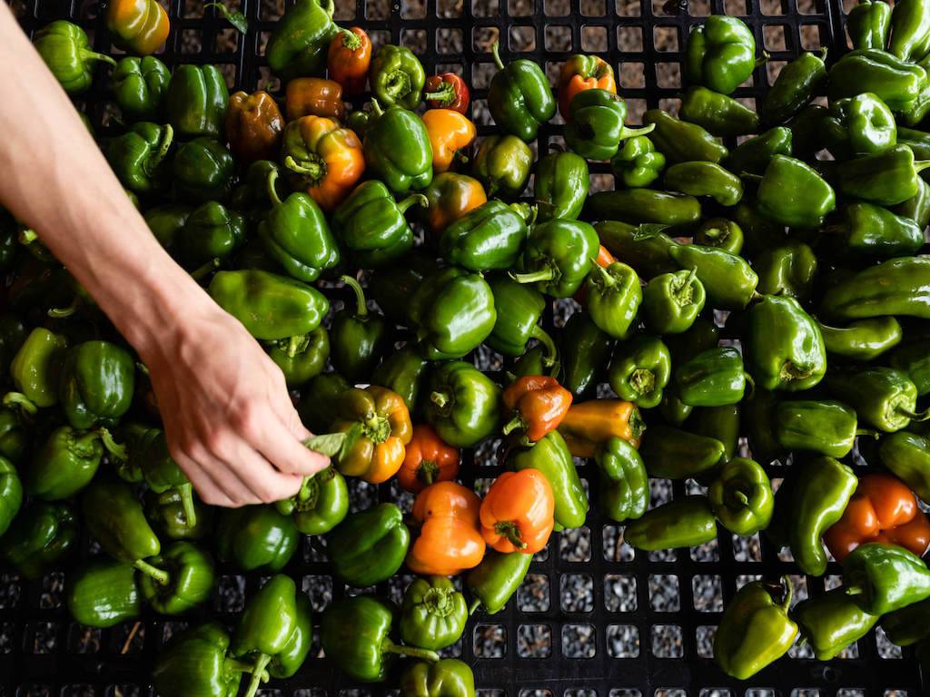 Bell Pepper Farming