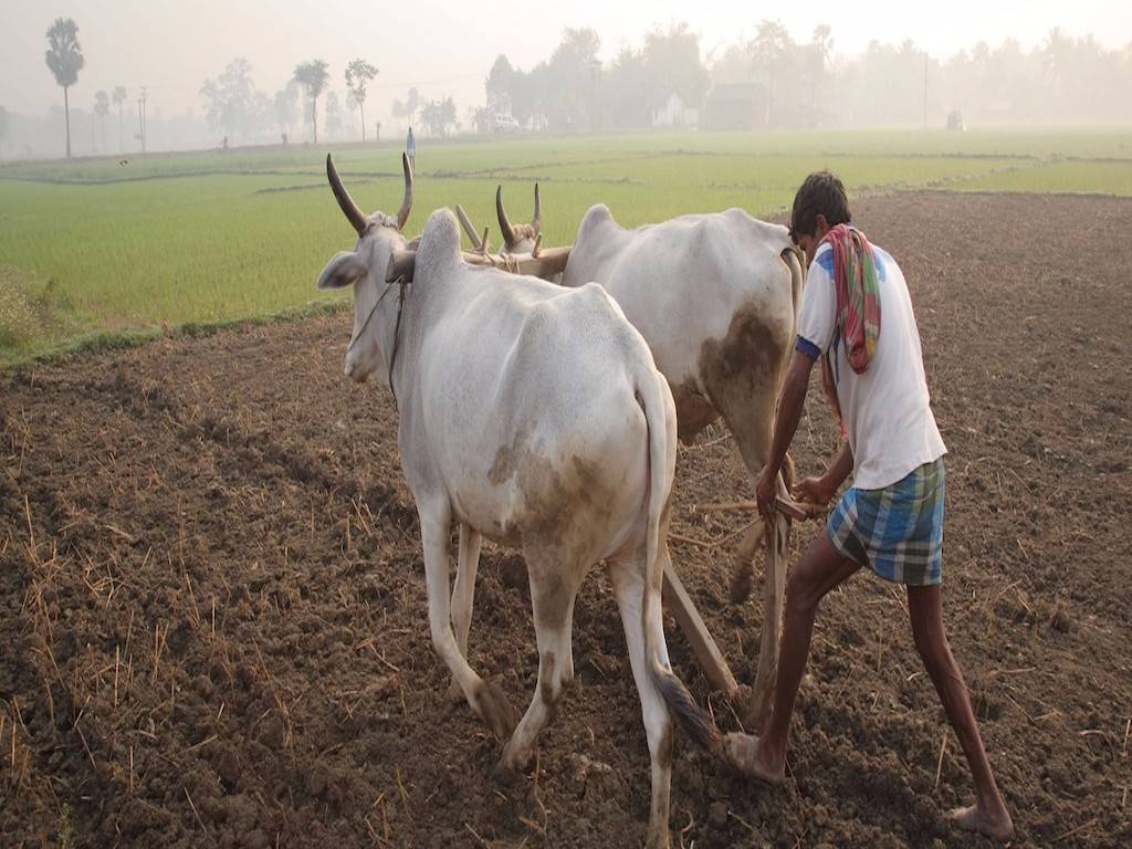 Farmer