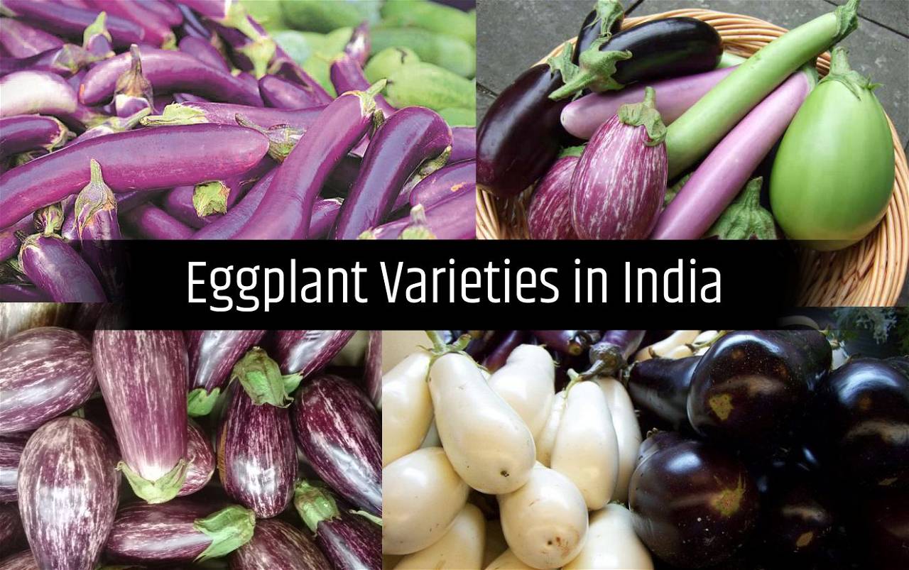 top-varieties-of-brinjal-grown-in-india