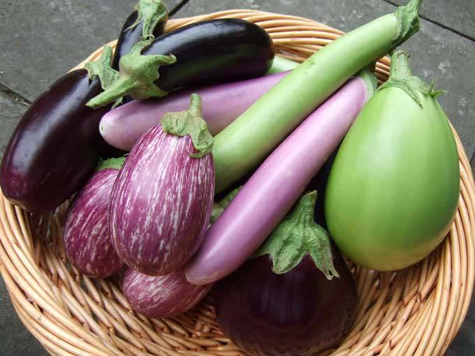 Brinjal varieties in India