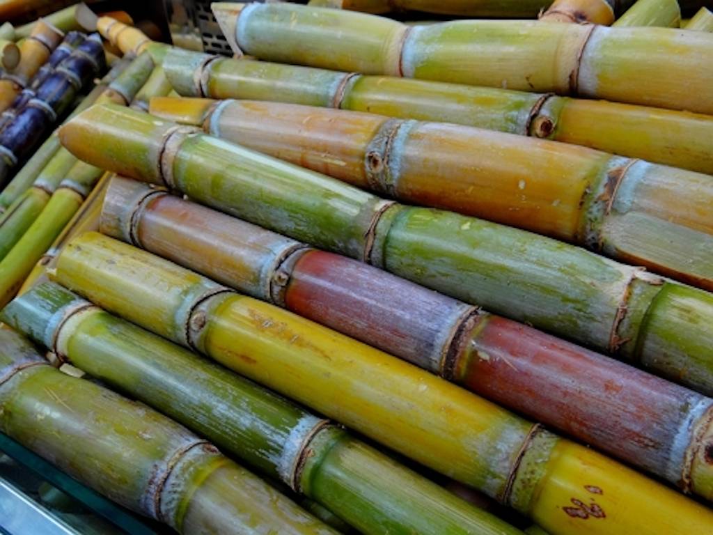 Sugarcane