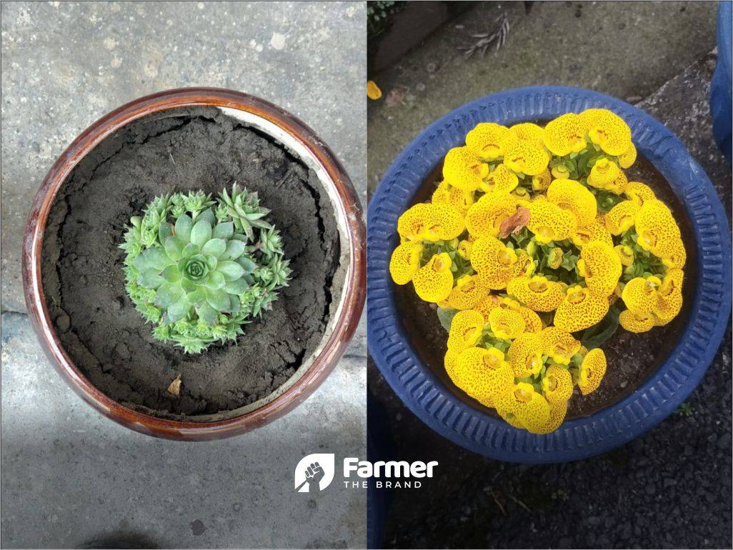 Plants in pots