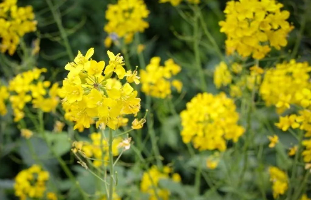 Mustard Crop