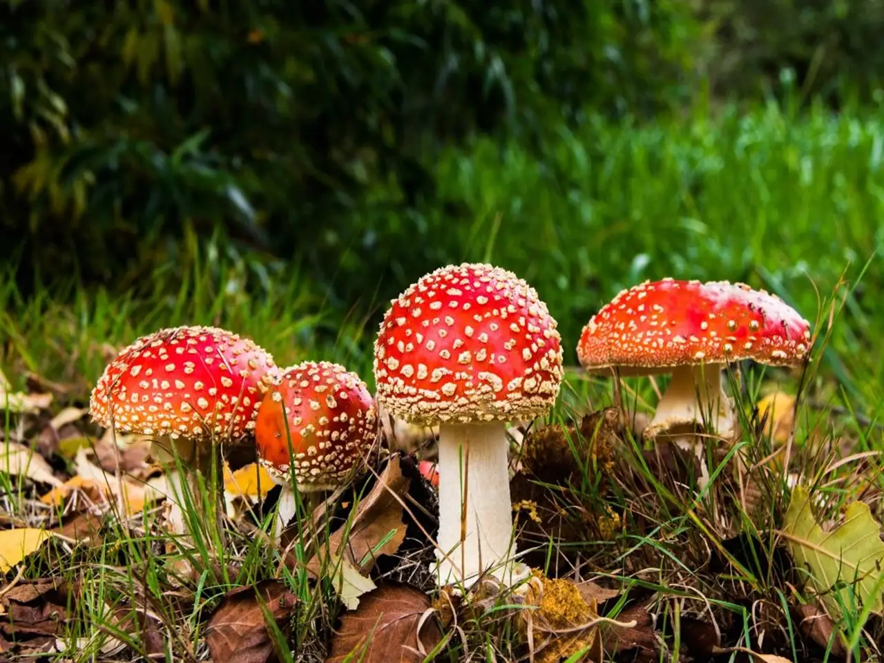 Mushrooms with red caps