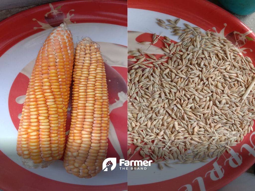 Samples of Corn and Barley crops