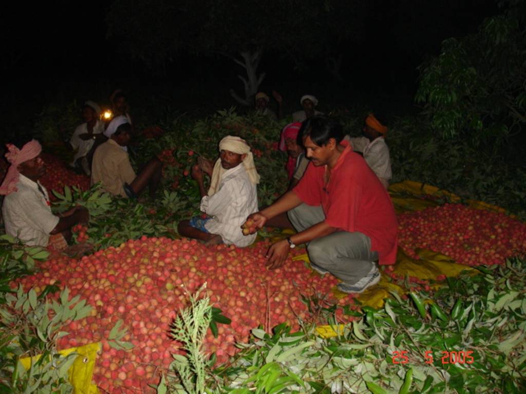 Litchi Grading