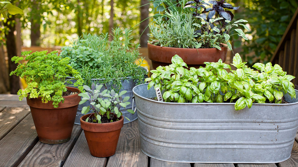 Roof Top Gardening