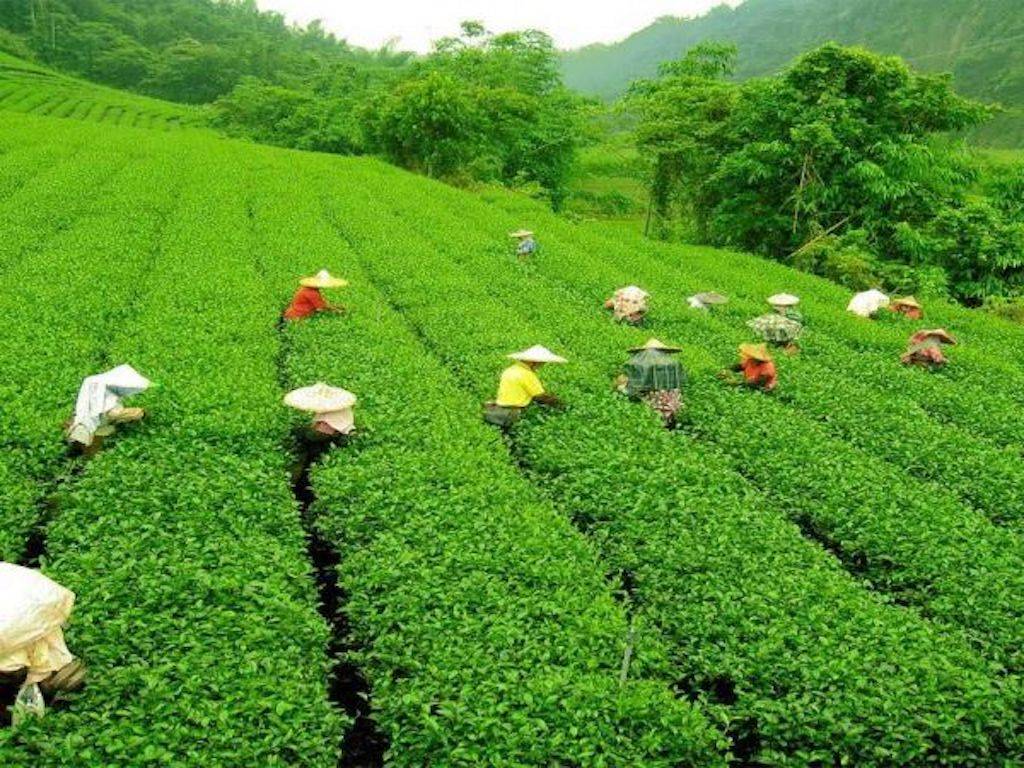 Tea Estate Workers