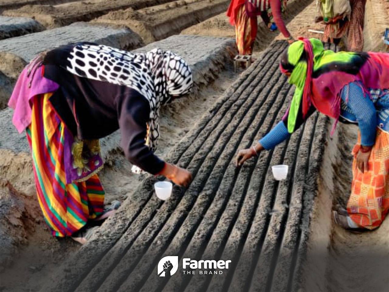 Sowing seeds in the prepared bed