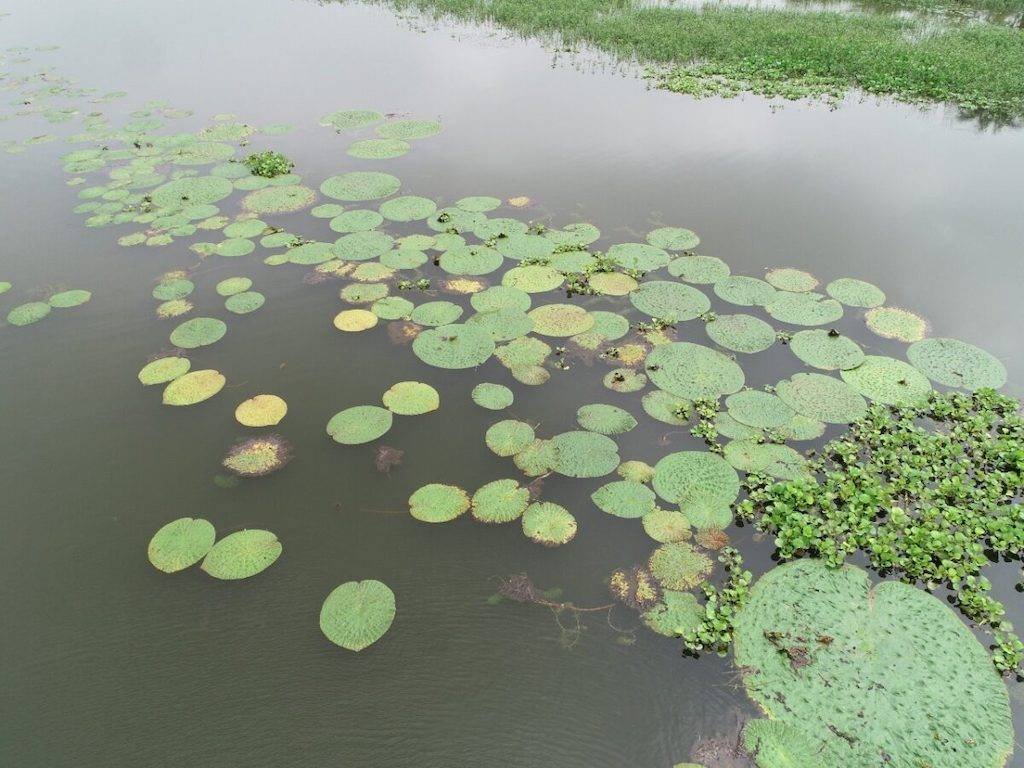 Makhana Farming