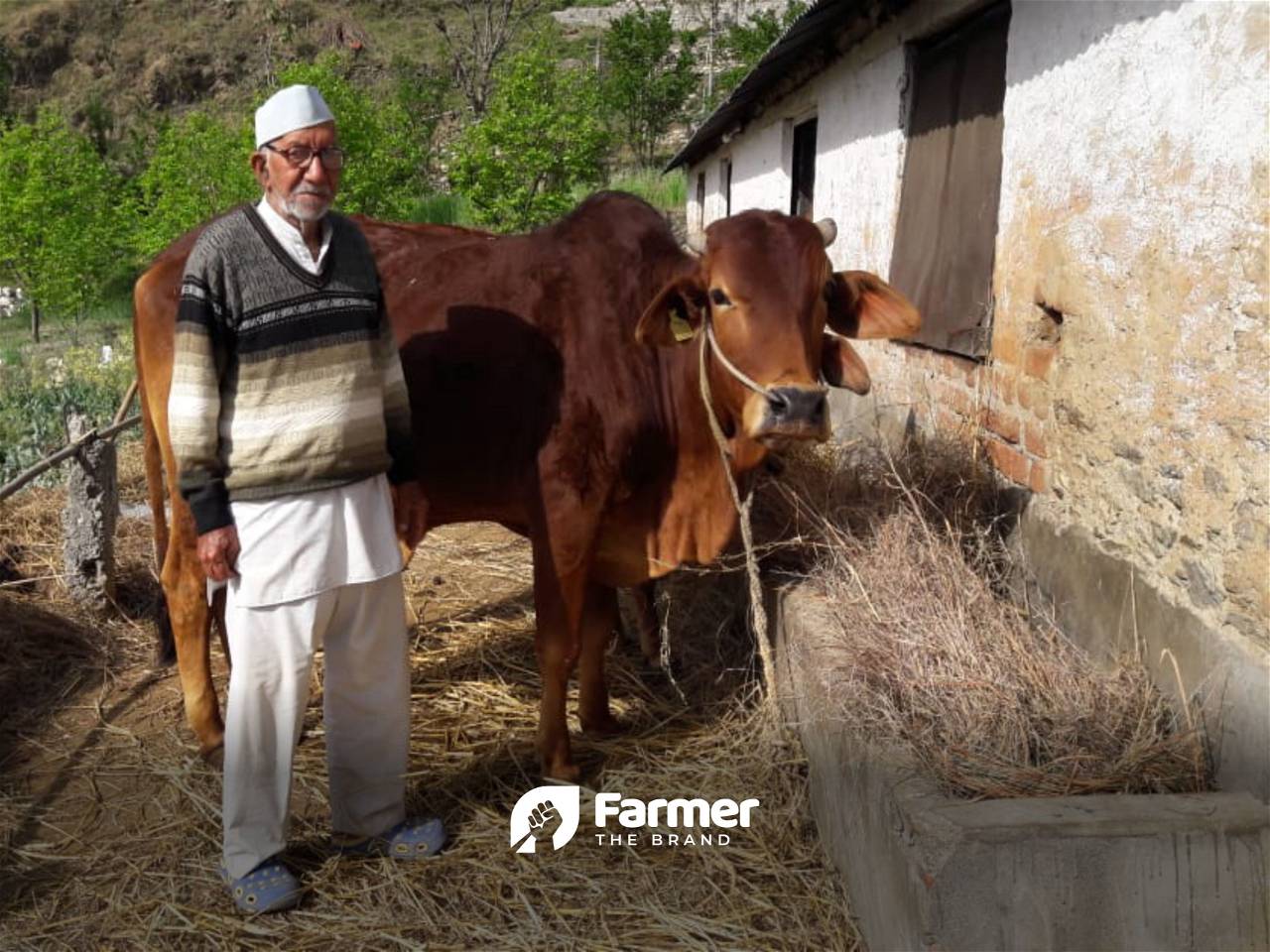 Rawat with one of his cows at cowshed