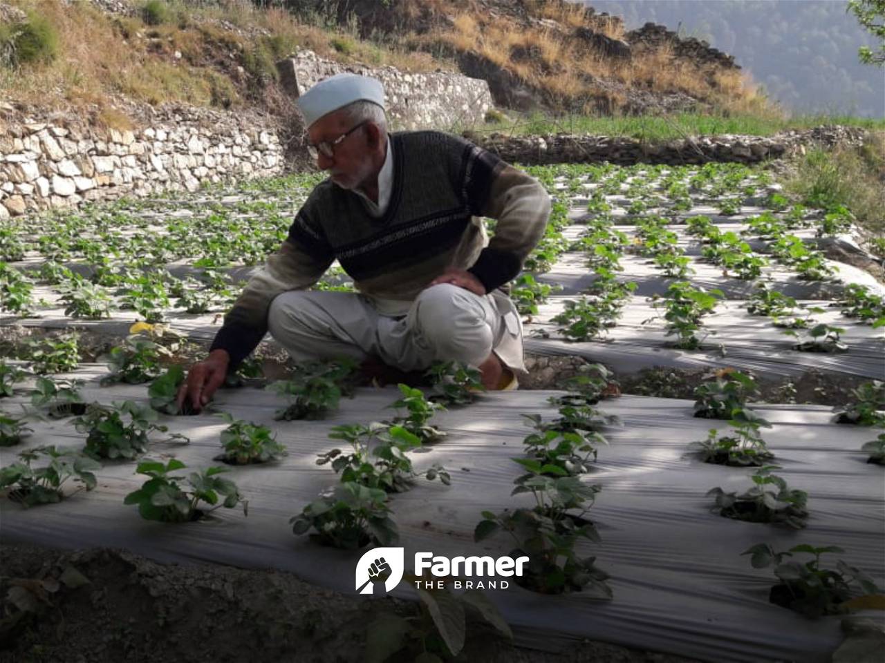 Rawat observing his crops