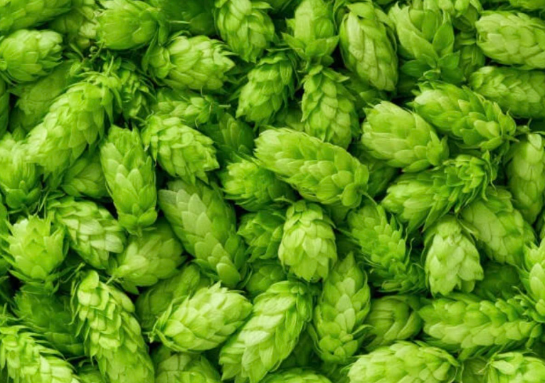 Hop Shoots