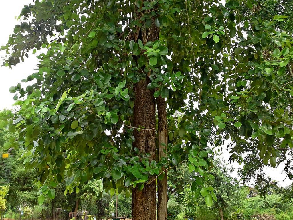 Pterocarpus santalinus Real Red sandalwood Rakta Chandana Red sanders  Red saunders tree saplings  YouTube
