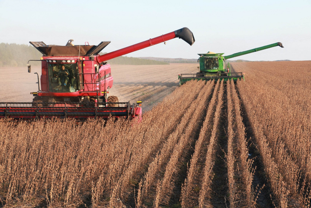 Bean Farming