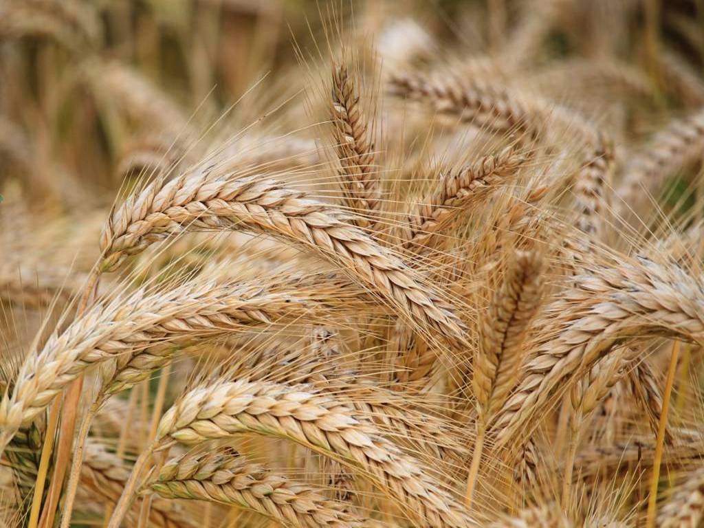 Wheat Production