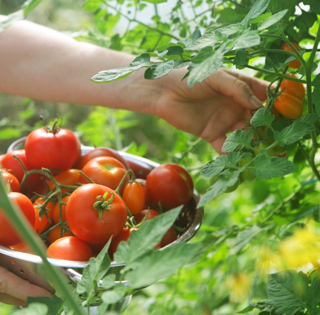 Tomato crops