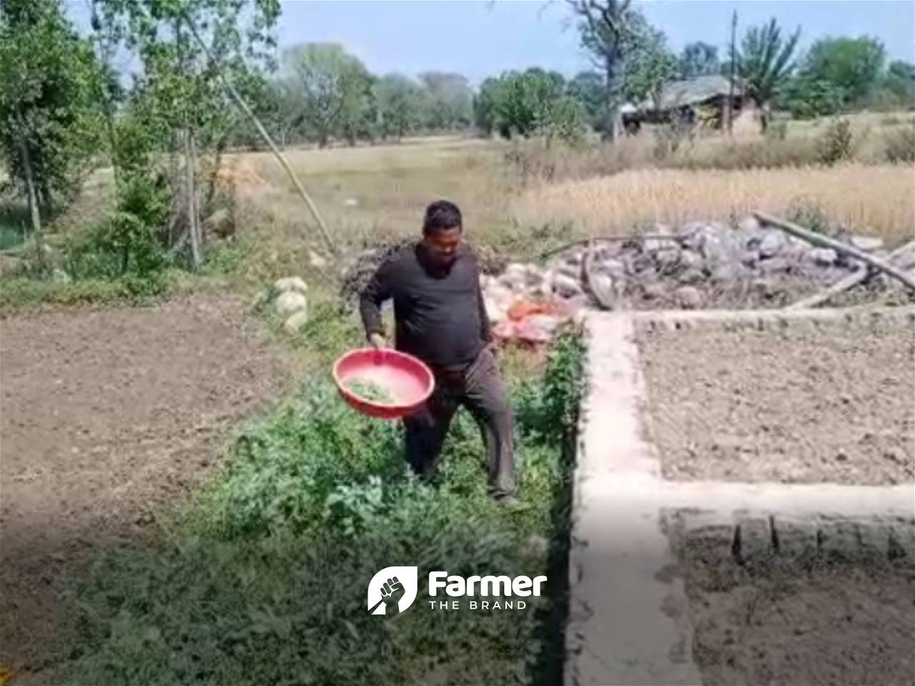 Madan Lal harvesting