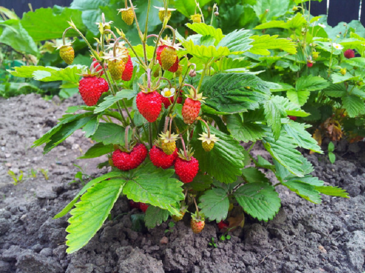 Strawberry Plant