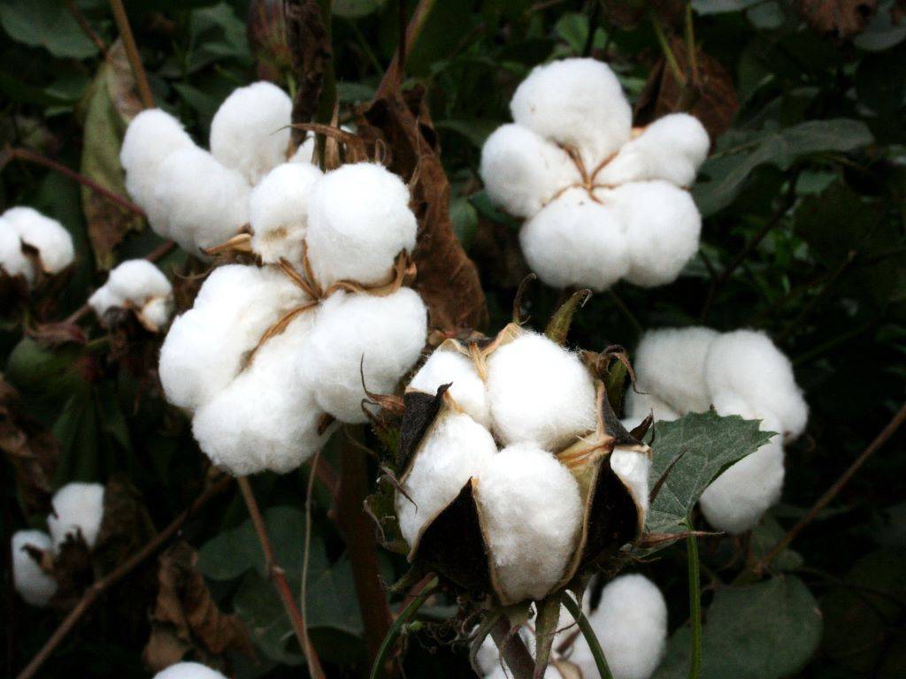 About 50% of Cotton Plantation in Maharashtra is Illegal