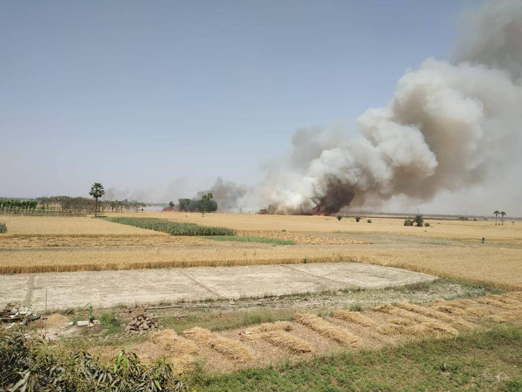 Wheat Crop