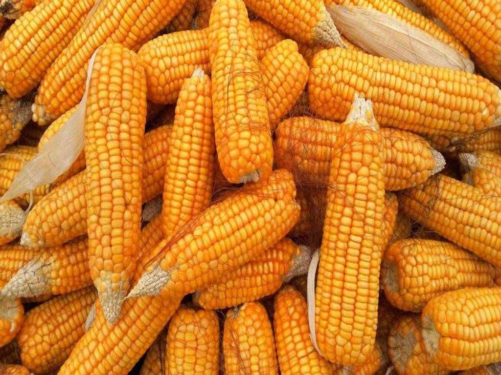 Maize