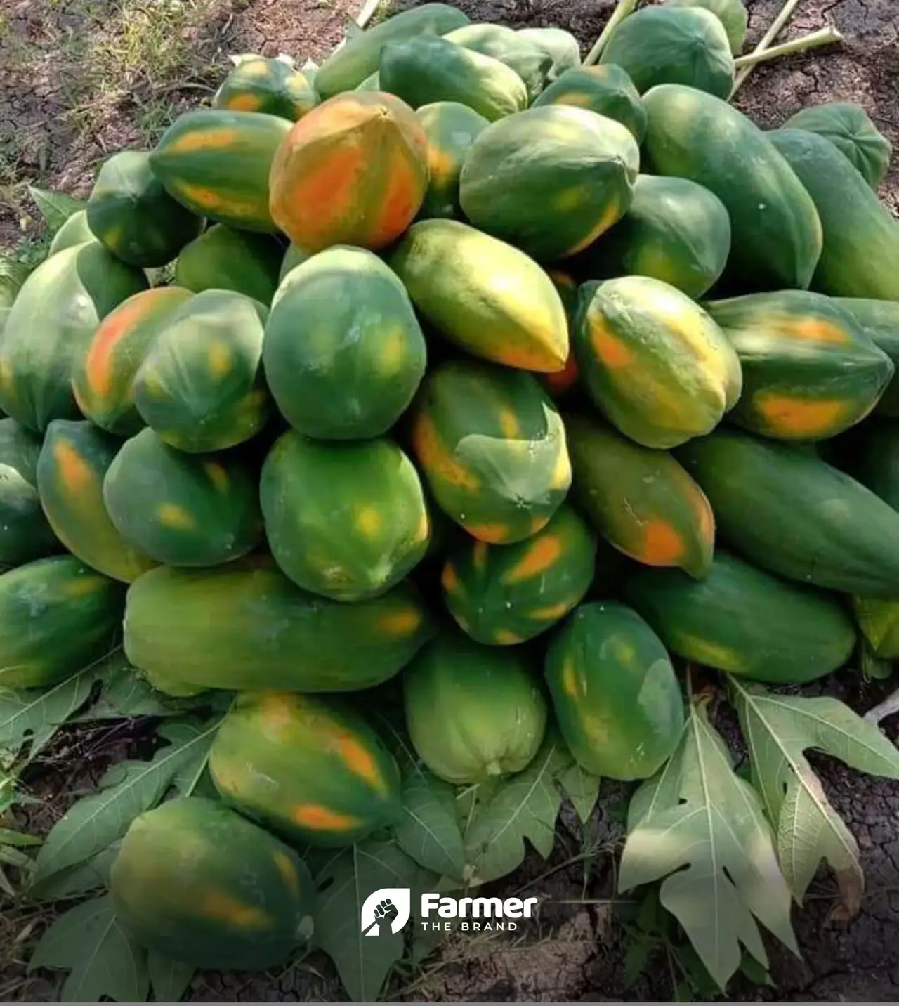 Harvested papayas