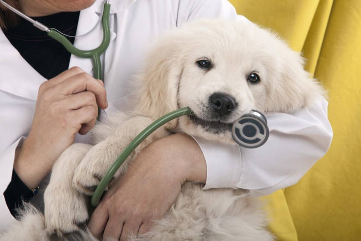 Animal Healthcare